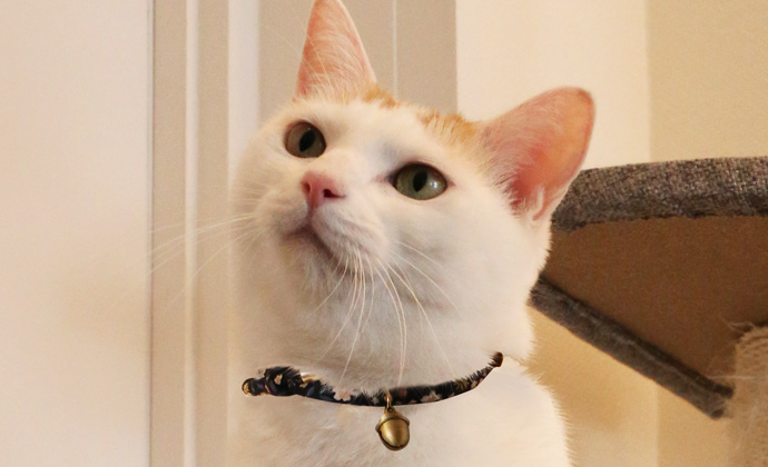 Amoworks 項圈 栗子鈴鐺