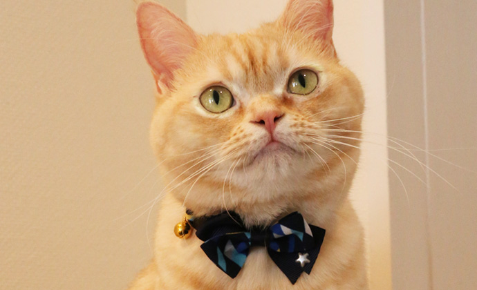 Amoworks 項圈 幾何圖蝴蝶結領結