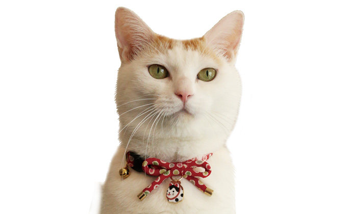 Amoworks 項圈 汪福領結