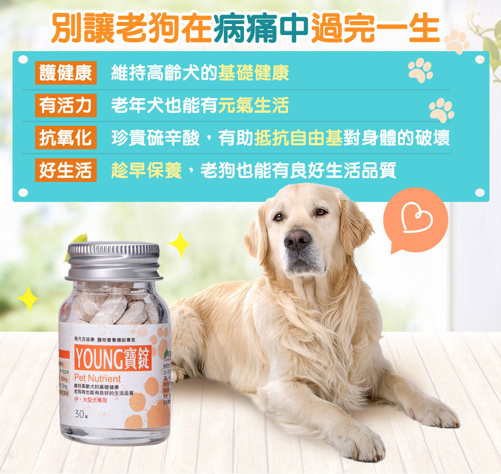 補充抗氧化劑，漾寶讓老狗狗活力滿滿
