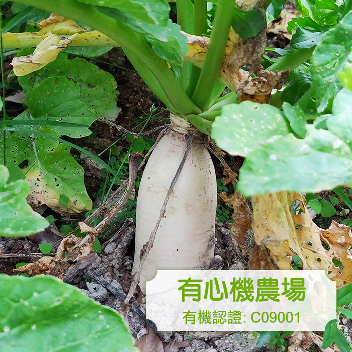 [有心機] 有機白蘿蔔 453g