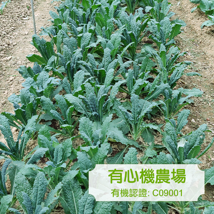 [有心機] 有機羽衣甘藍 半磅 (225g)