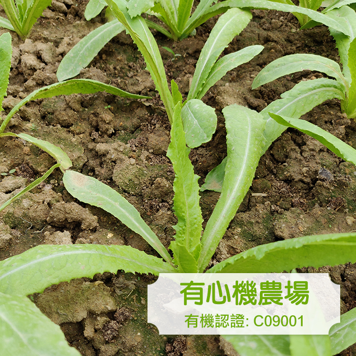 [有心機] 有機油麥菜 1磅 (453g)