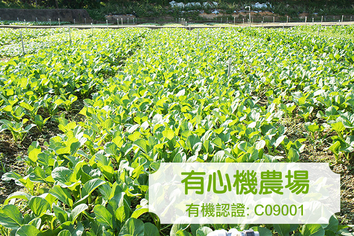 [有心機] 有機菜心 1磅 (453g)