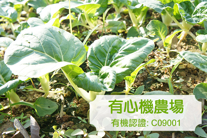 [有心機] 有機白菜 1磅 (453g)