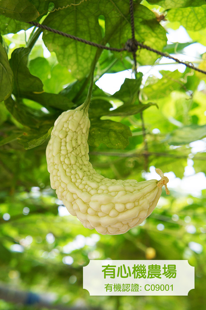 [Zen Farm] Organic Bitter Cucumber White 300g