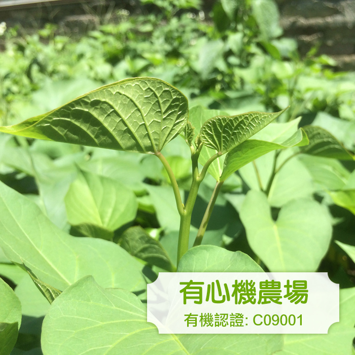 [有心機] Organic Sweet Potato Leaf 有機蕃薯苗 1磅 (453g)