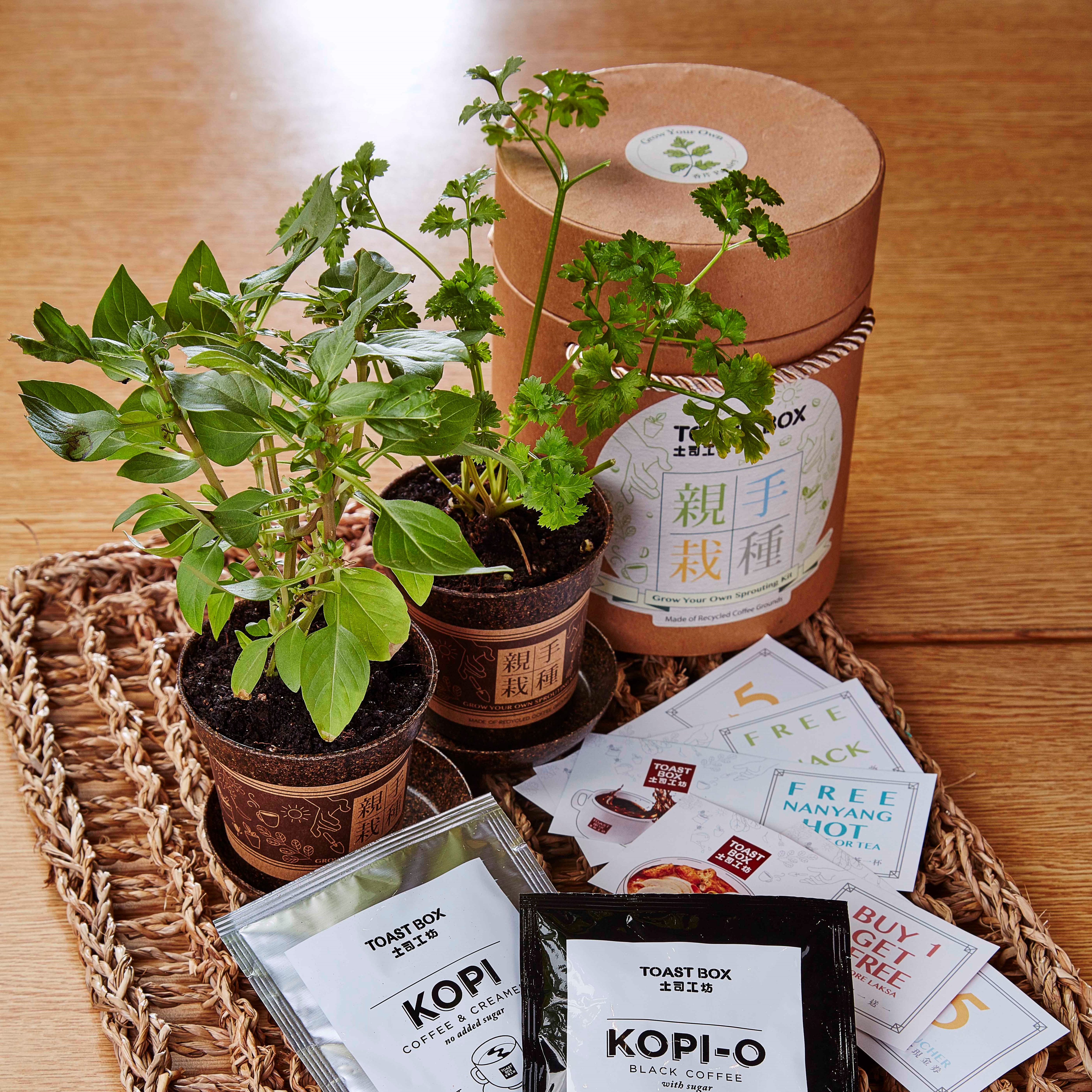 Toast Box | Coffee Grounds Planting Kit