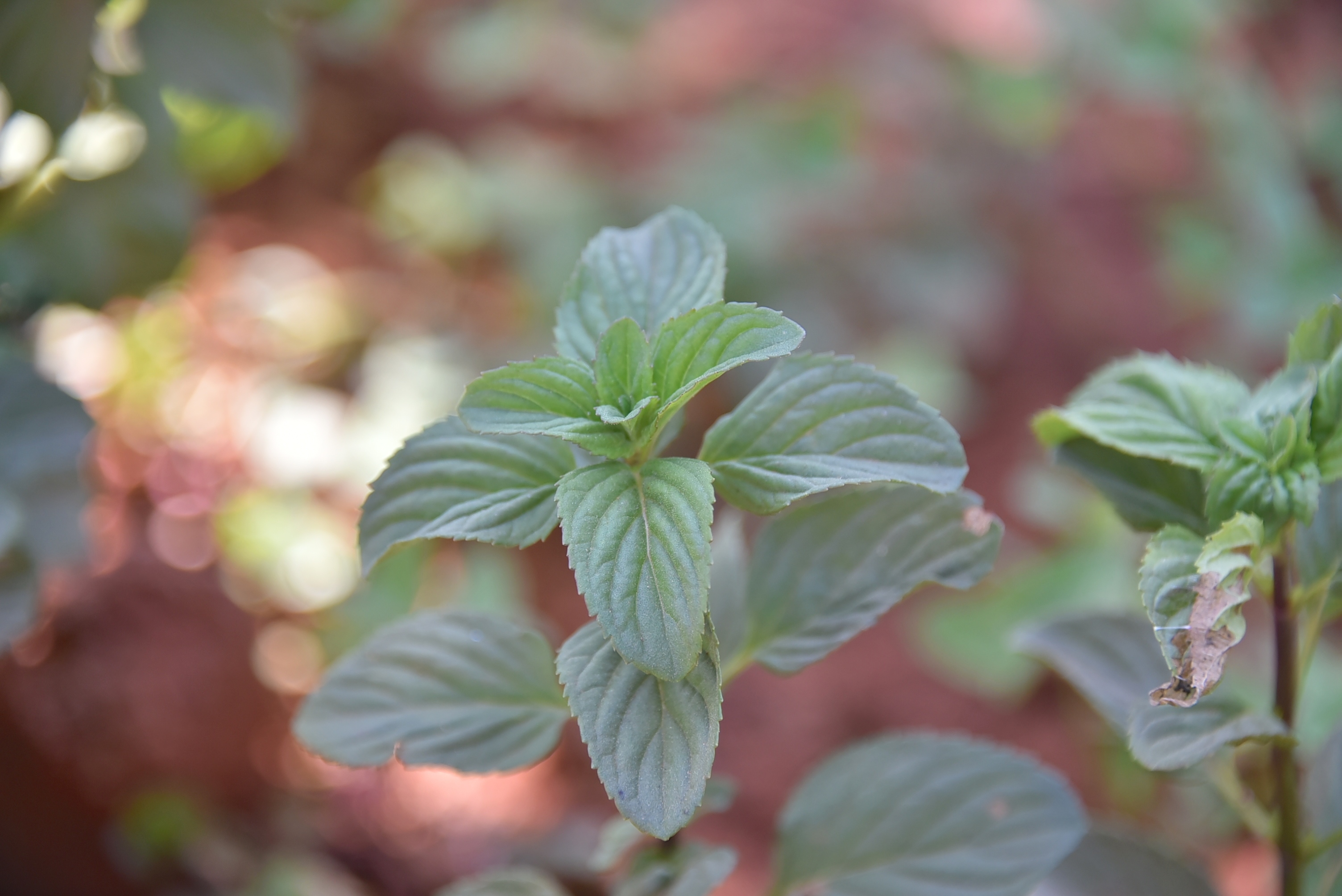 單方精油 | 檸檬薄荷  Bergamot mint *bio