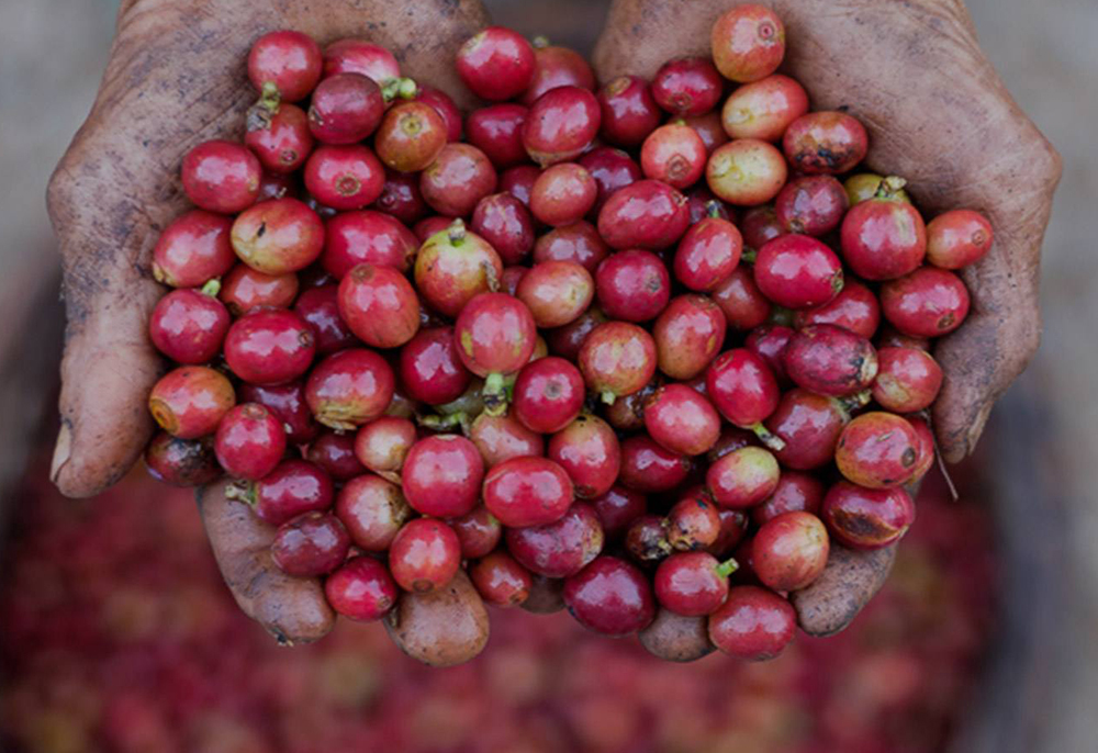 寮國五天四夜咖啡之旅