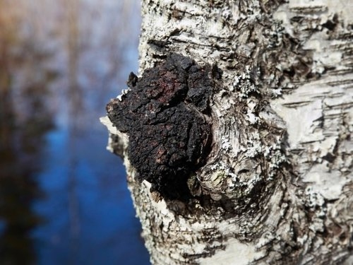 北歐,超級食物,保健食品,健康食品,白樺茸,抗氧化,抗癌,提升免疫力, 預防糖尿病, 預防高血壓, 降膽固醇, 改善亞健康, 芬蘭, 無污染, 預防乳癌, 預防肝癌, 預防胃癌,預防子宮癌,清潔血液,改善疲倦,改善腸胃,提升肝功能