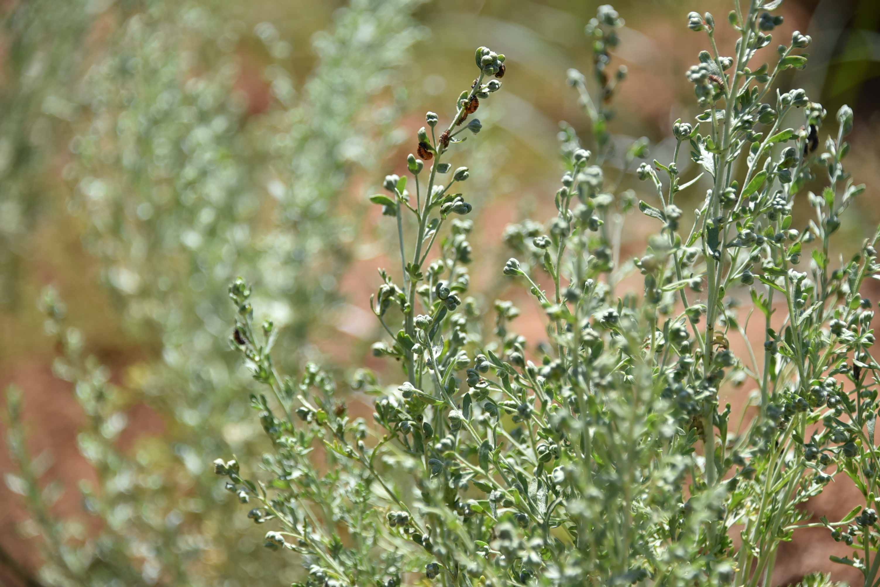 單方精油 | 印蒿 Davana