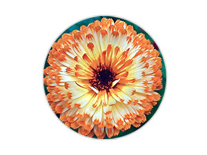 金盞花提取精華,舒緩,鎮定肌膚發紅的不適感,提升肌膚的防禦力