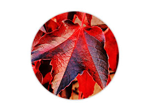 紅葡萄葉/玫瑰/銀杏複合精華,減少紅血絲及蜘蛛網狀的擴張,抑制皮膚持久性發紅,均勻膚色