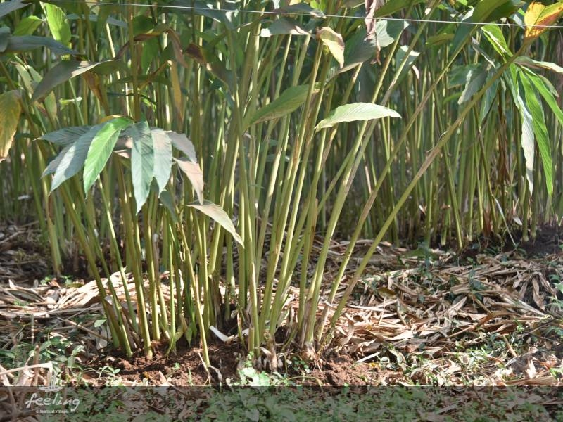 單方精油 | 荳蔻 Cardamom