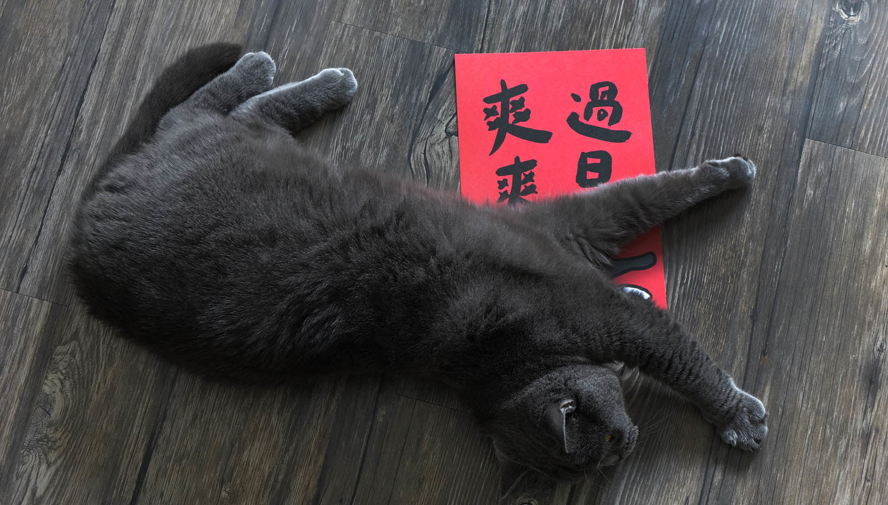 爽爽過日子大春聯