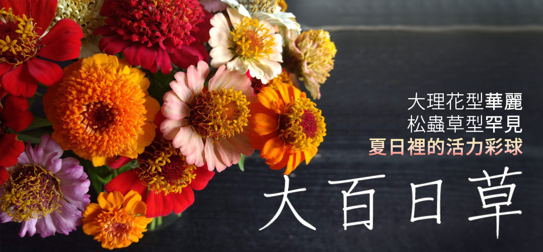 大理花型華麗、松蟲草型罕見、夏日裡的活力彩球 | iGarden花寶愛花園