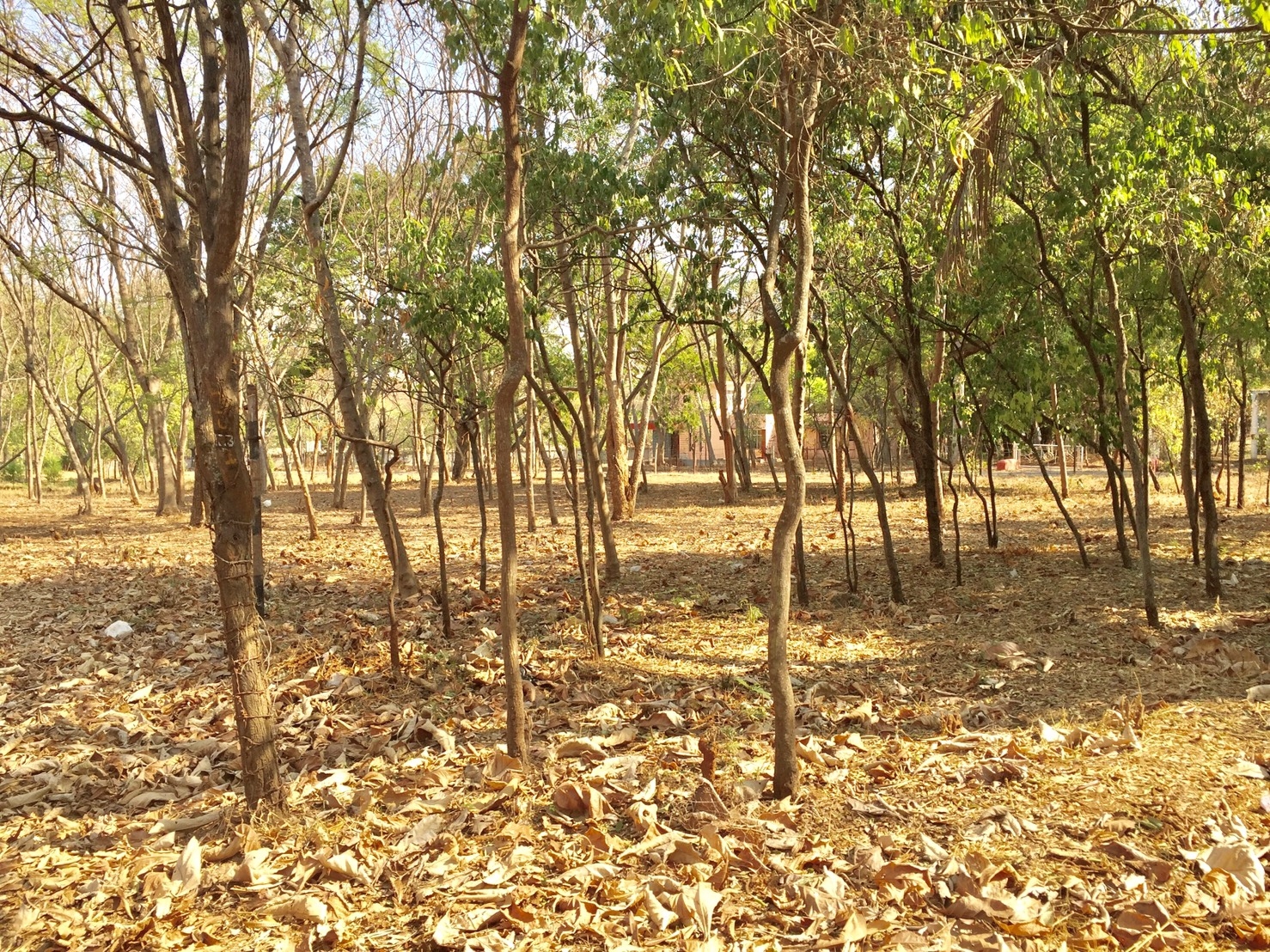 單方精油 | 印度檀香  Sandalwood