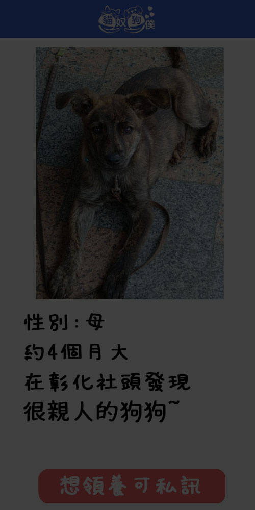 狗狗領養