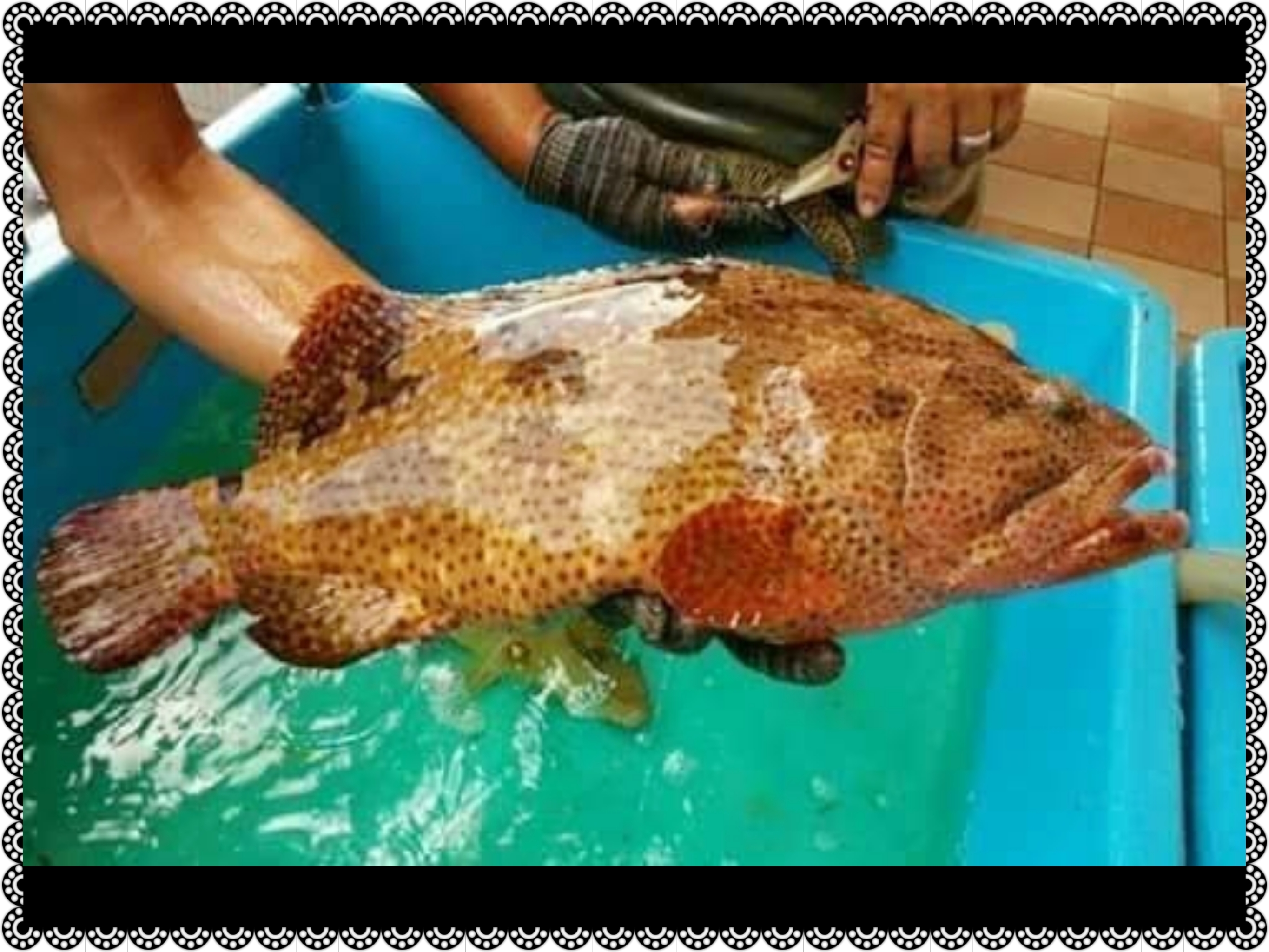 黃皮老虎石斑魚