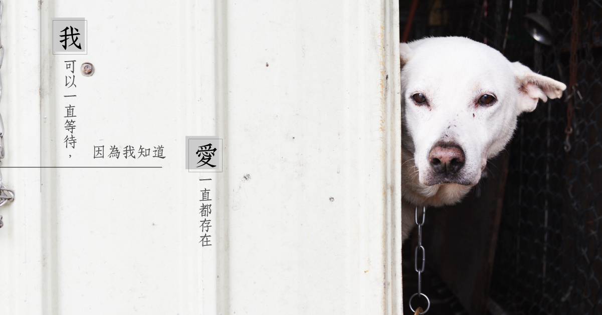 流浪狗可以一直等待，因為牠知道愛一直都存在