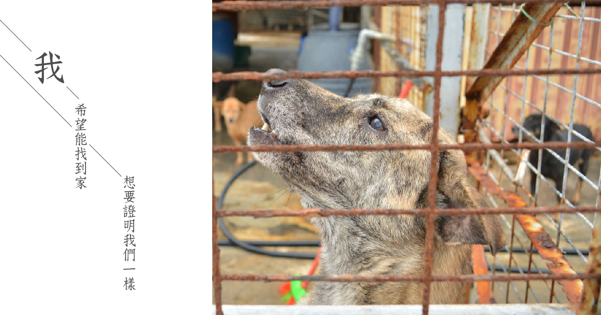 浪牠回家證明流浪狗可以跟毛小孩一樣被愛