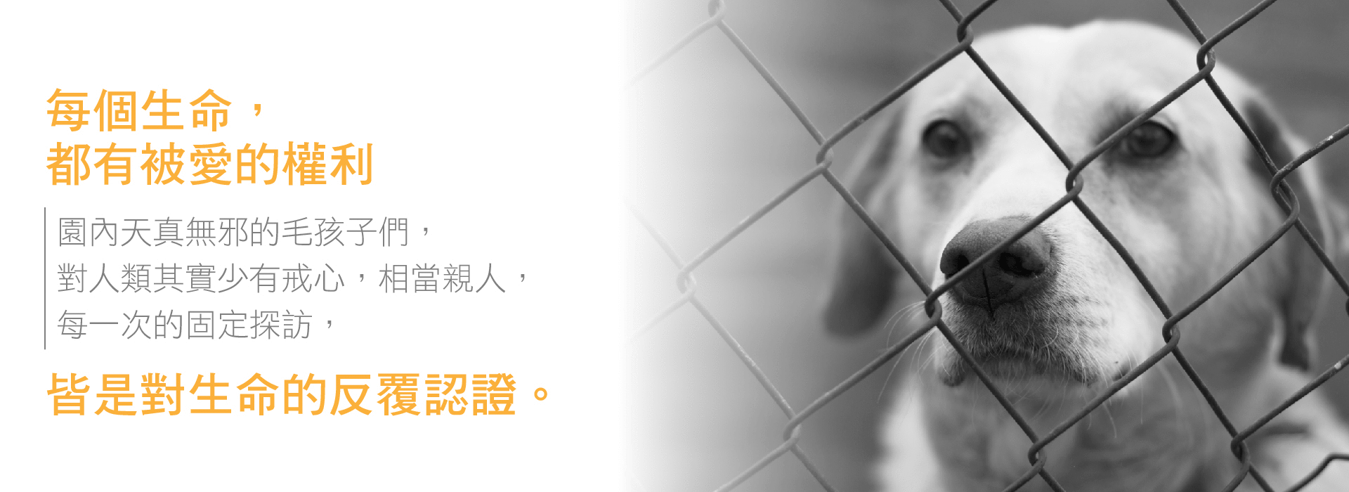 每個生命都有被愛的權利，流浪犬少有戒心，每次探訪園區都是對生命的反覆認證