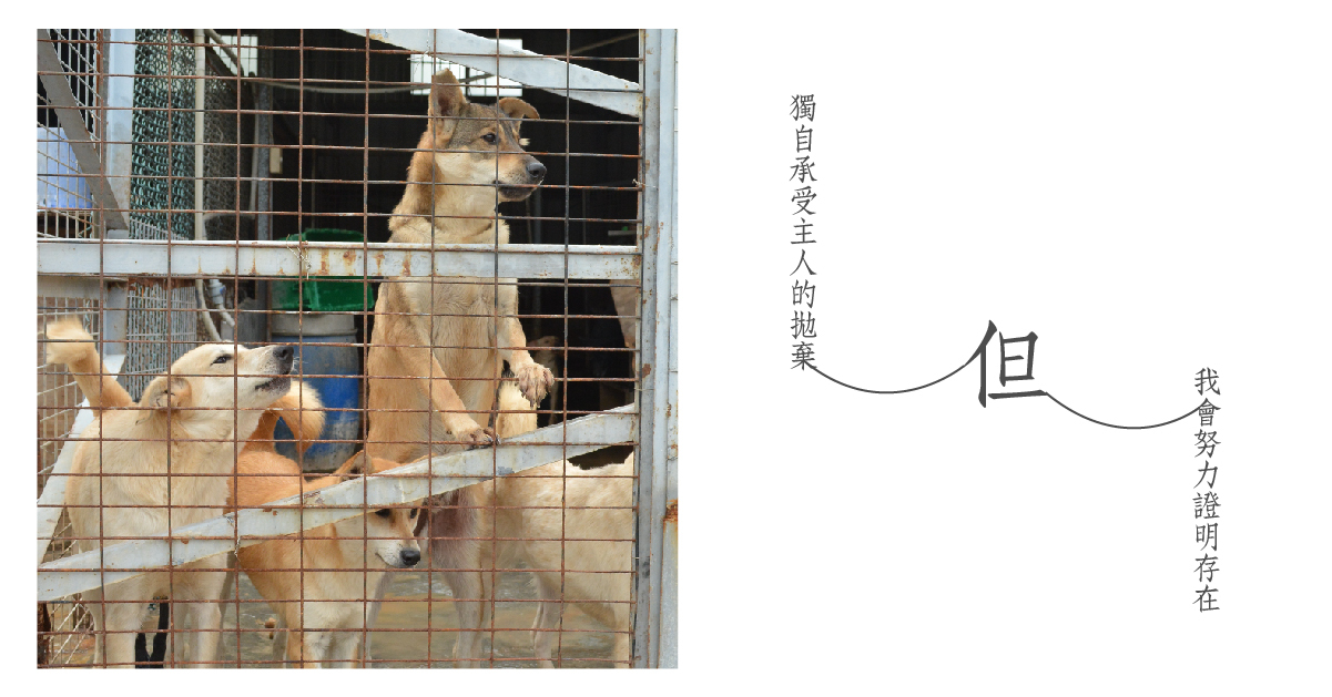 獨自承受飼主的棄養