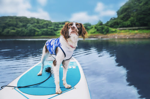 ACTIVE WAN 抗UV涼感衣-中大型犬-靛藍款