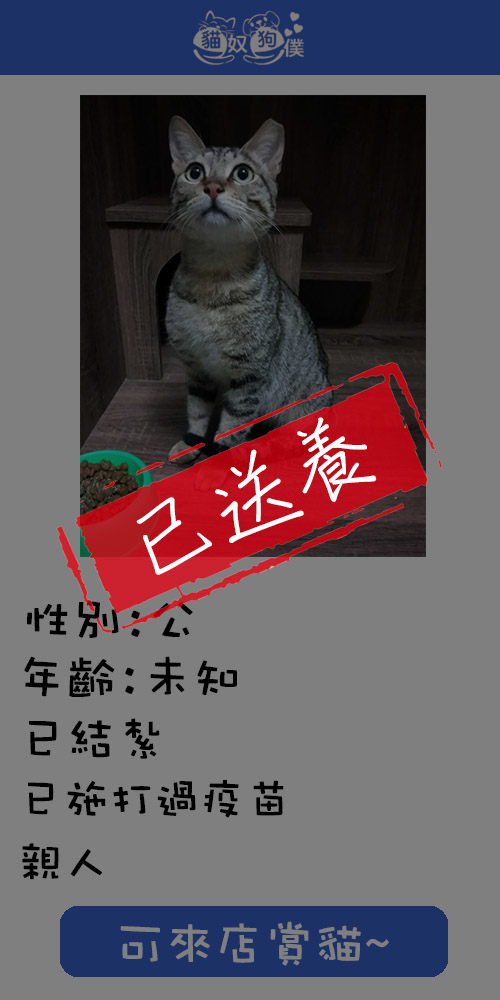 貓咪領養