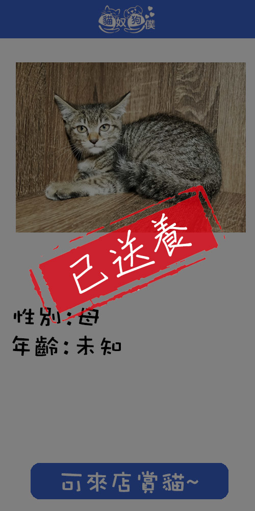 貓咪領養