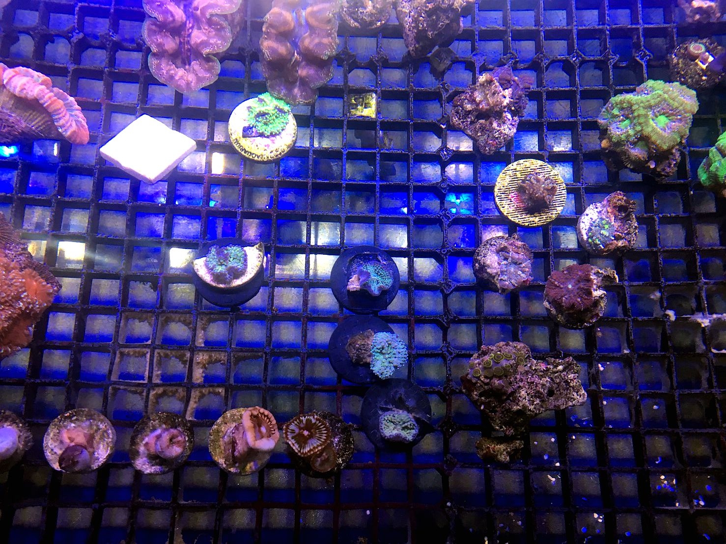 ISTA 多功能格板 30 x 30 cm (黑/白)