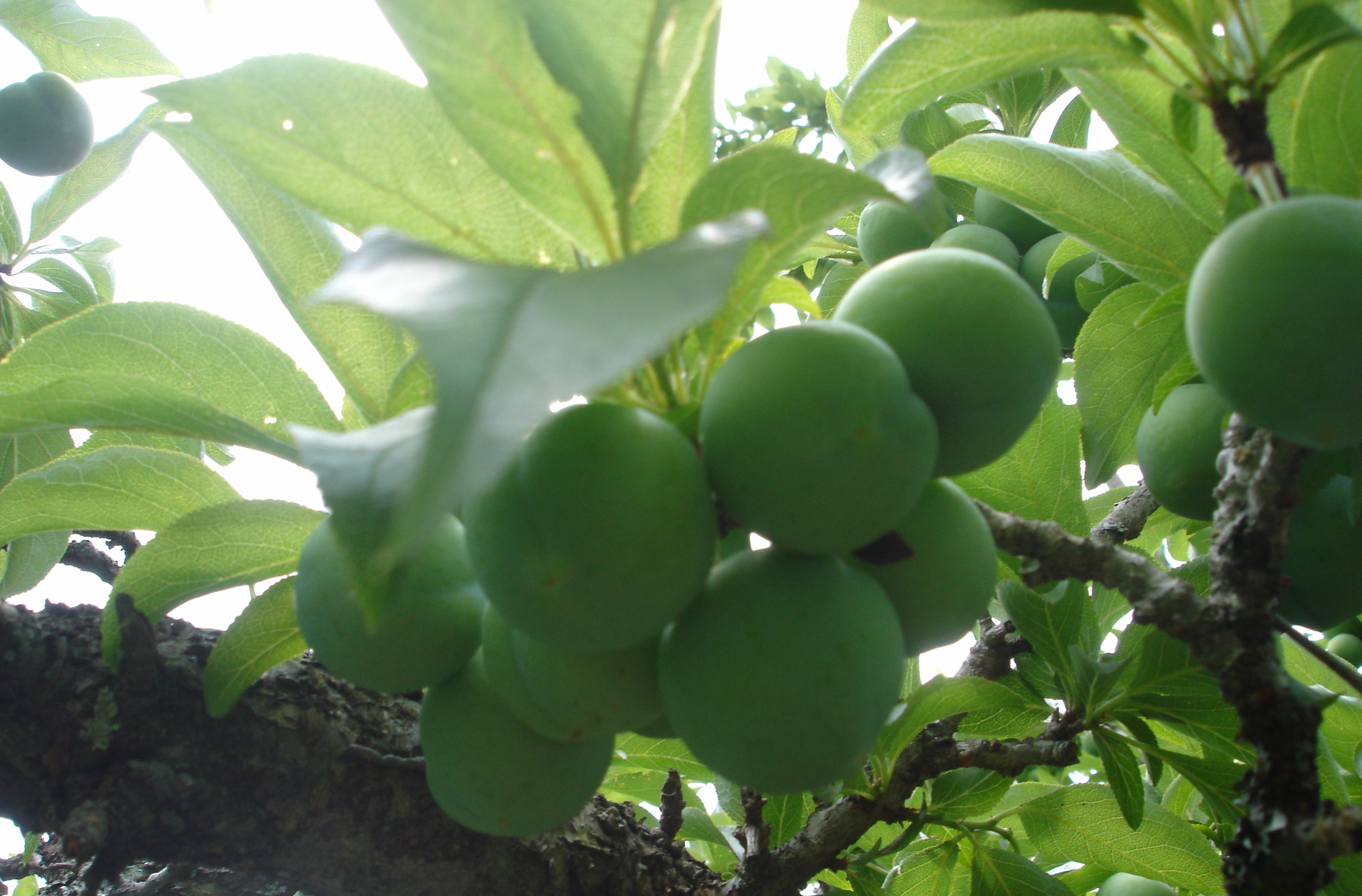 還青青未成熟的玫瑰李果！