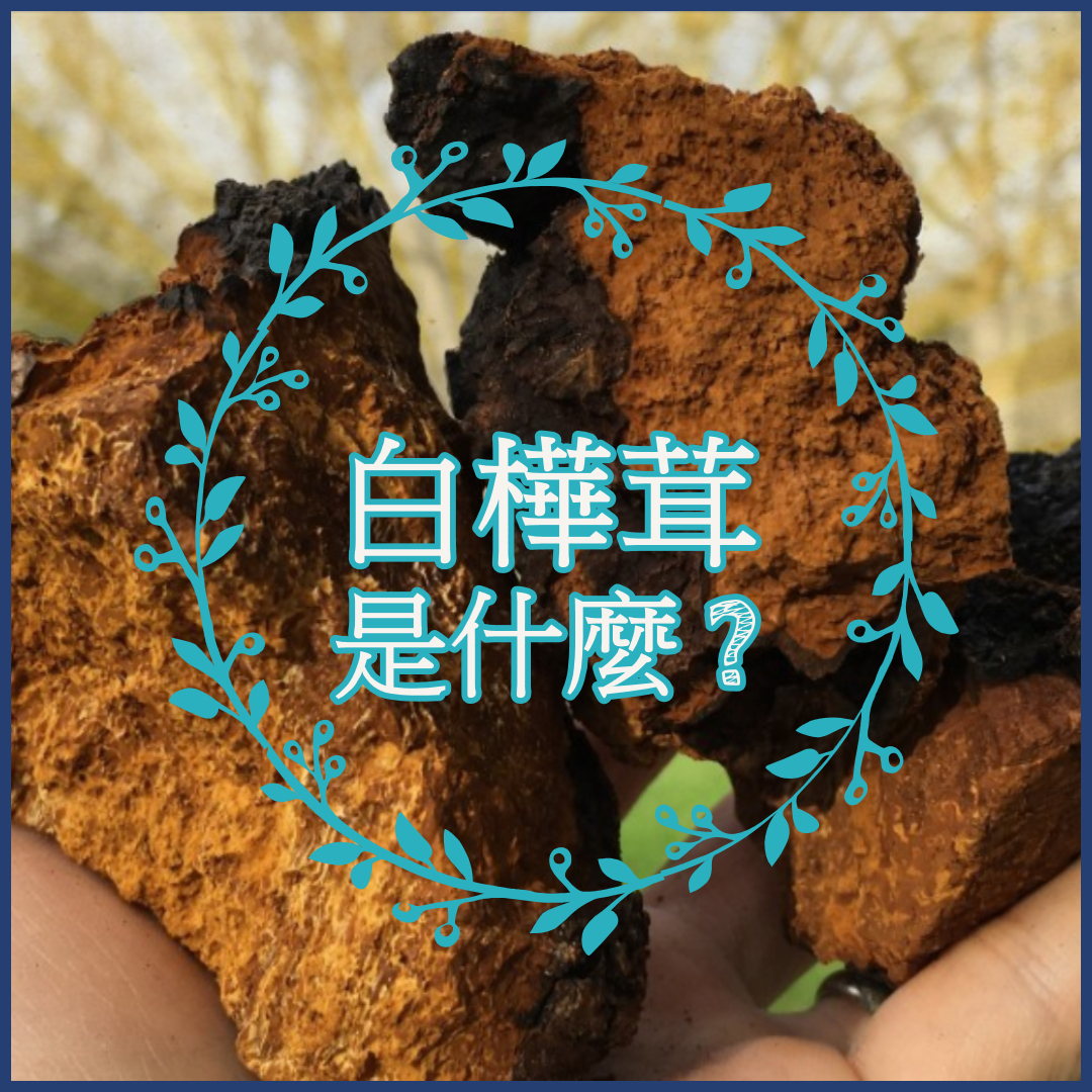 北歐,超級食物,保健產品,芬蘭,健康食品,白樺茸,白樺茸香港,白樺茸功效,抗氧化,抗癌,提升免疫力,胃炎,胃痛,糖尿病,降三高,降膽固醇,改善亞健康,無污染,乳癌,肝癌,胃癌,子宮頸癌,清潔血液,提神,改善疲倦,改善腸胃,提升肝功能,天然,亞健康