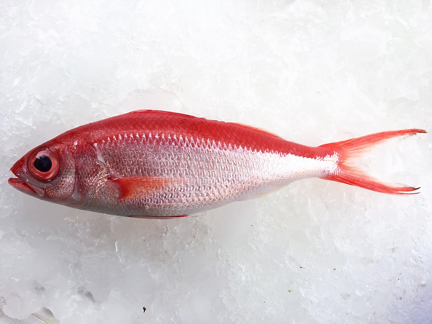 基隆野生現流長尾鳥魚