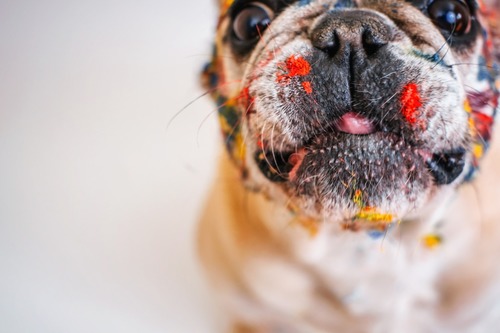 狗狗皮膚病、過敏體質吃什麼好？歸納七大飲食原則】