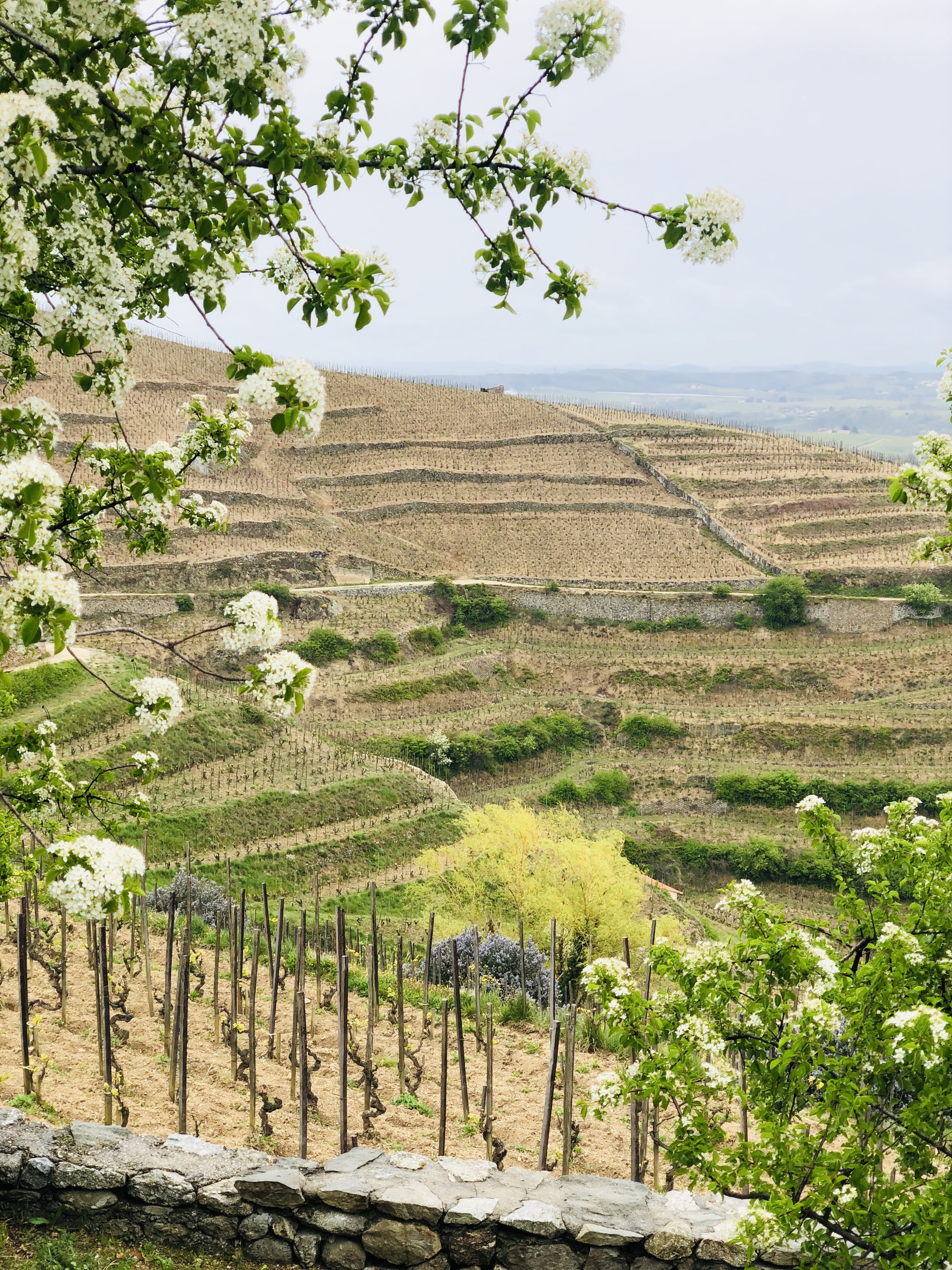 陡峭斜坡葡萄產區