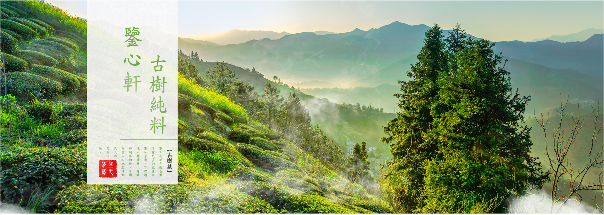 香港屯門買普洱茶