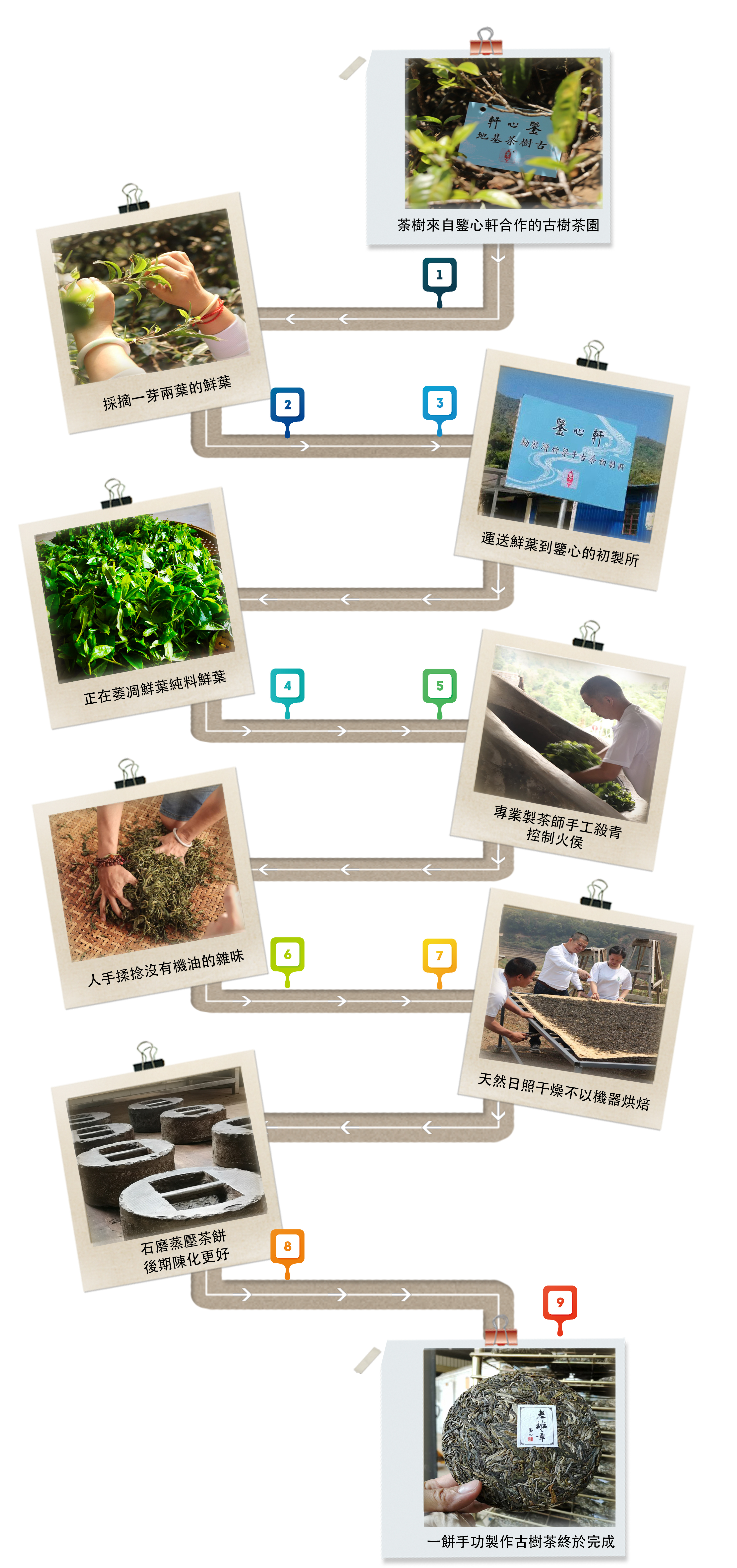 普洱茶制作過程