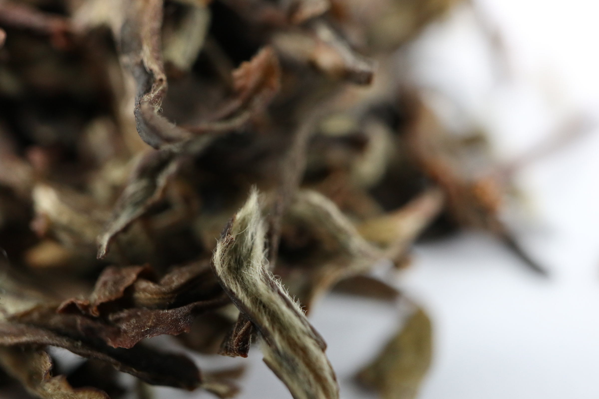 春漾大吉嶺Darjeeling Spring Tea