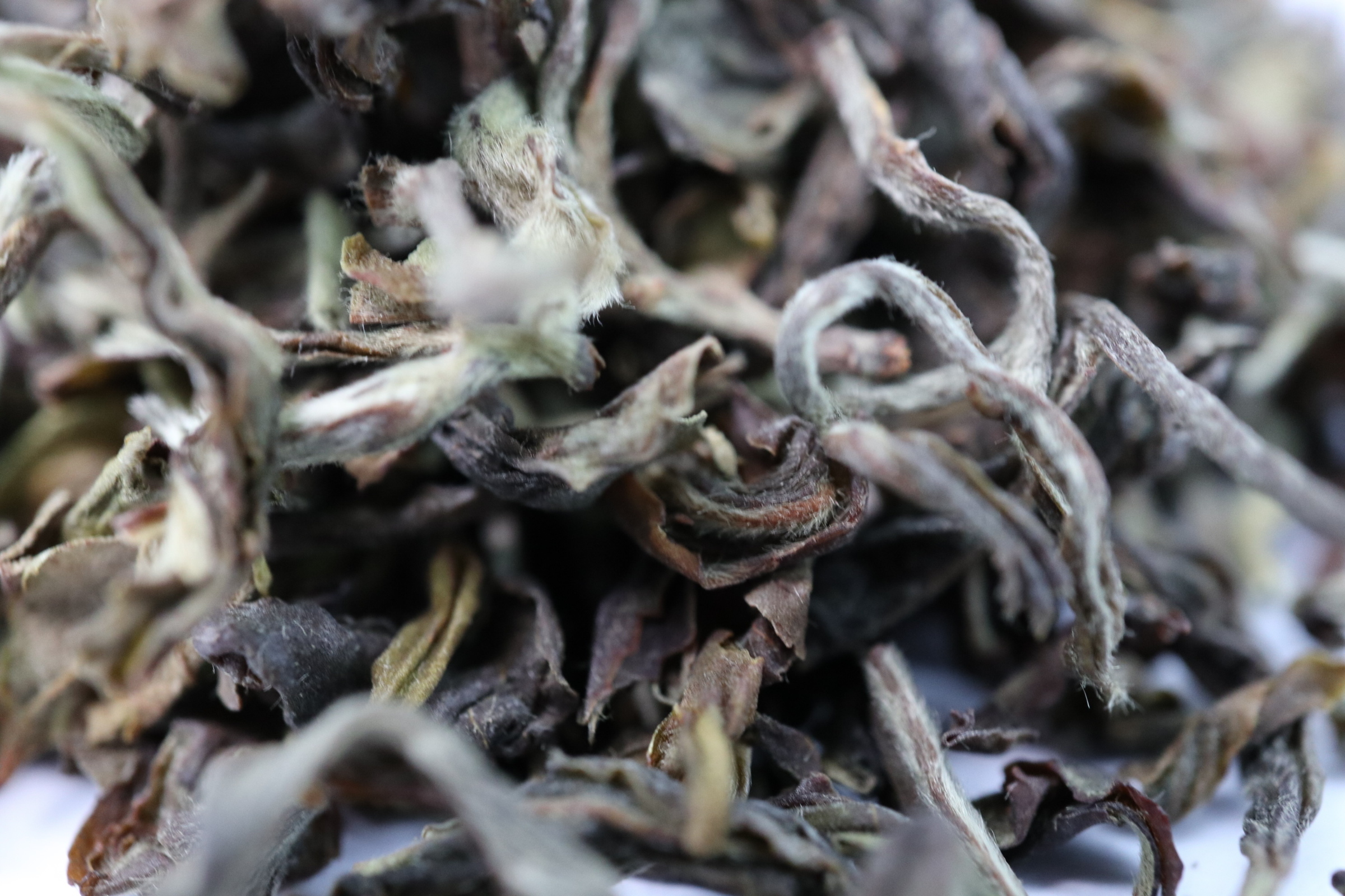 春蕊大吉嶺 Darjeeling Spring Tip Tea