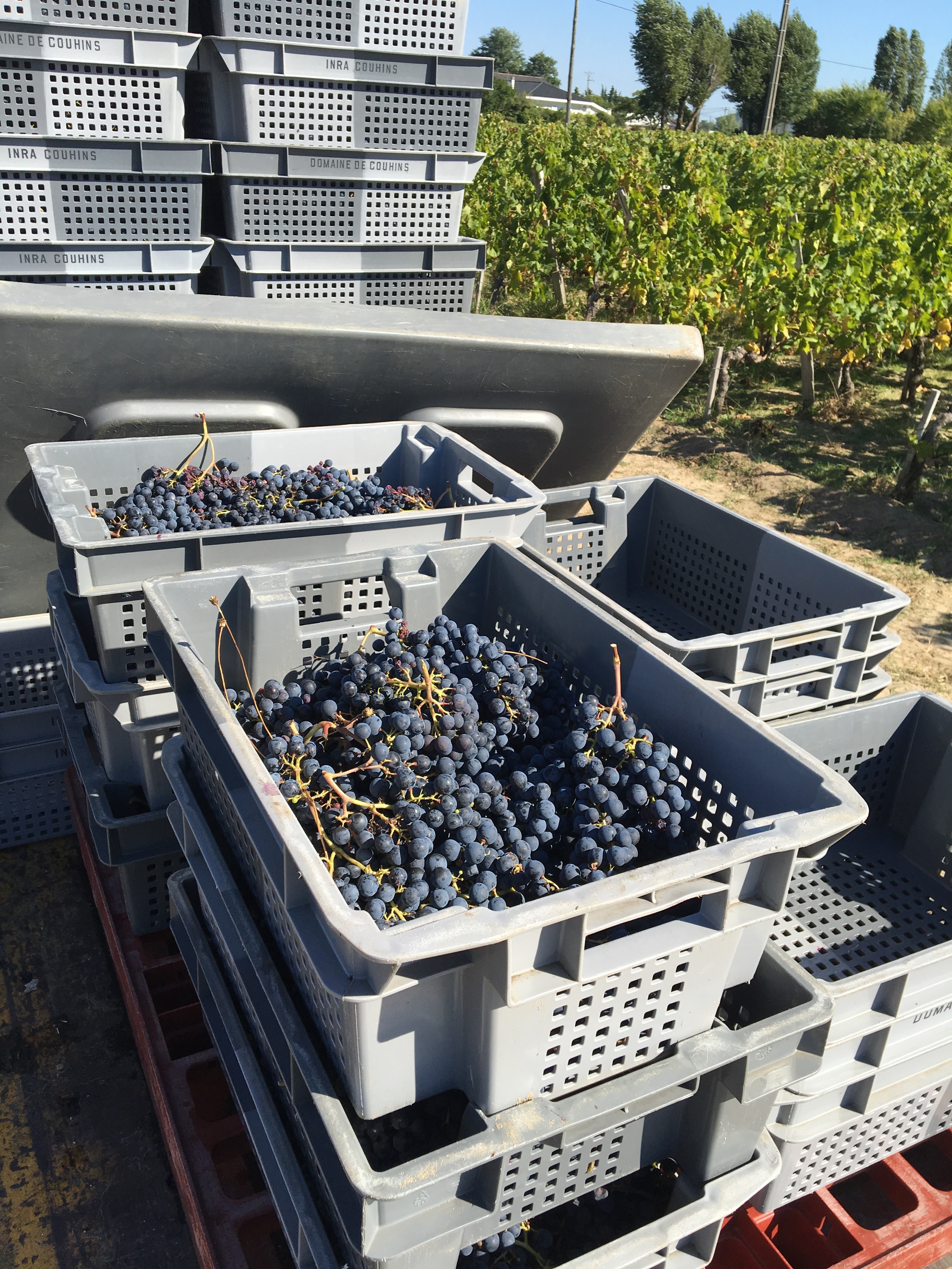 冷泡與全串葡萄發酵的奇妙之處