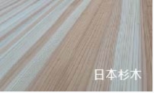 日本杉木 杉木