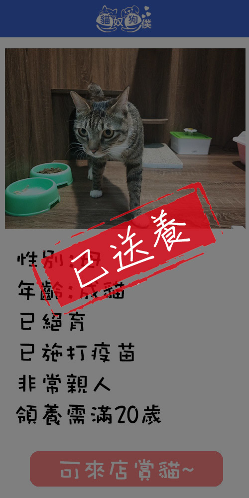 貓咪領養