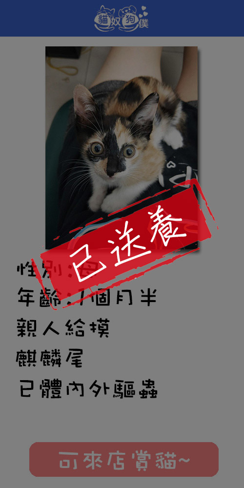 貓咪領養