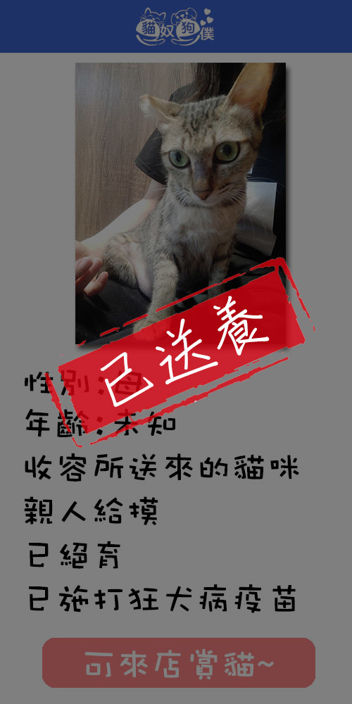 貓咪領養