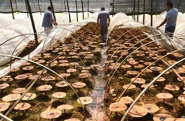 靈芝,靈芝產品,靈芝功效,人工培植,中國,日本,靈芝多醣.靈芝酸,靈芝孢子,成熟期,污染,工業化,人工培植靈芝,野生靈芝,品種退化,質量下降,無性繁殖,化肥,農藥