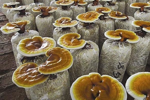 靈芝,靈芝產品,靈芝功效,人工培植,中國,日本,靈芝多醣.靈芝酸,靈芝孢子,成熟期,污染,工業化,人工培植靈芝,野生靈芝,品種退化,質量下降,無性繁殖,化肥,農藥