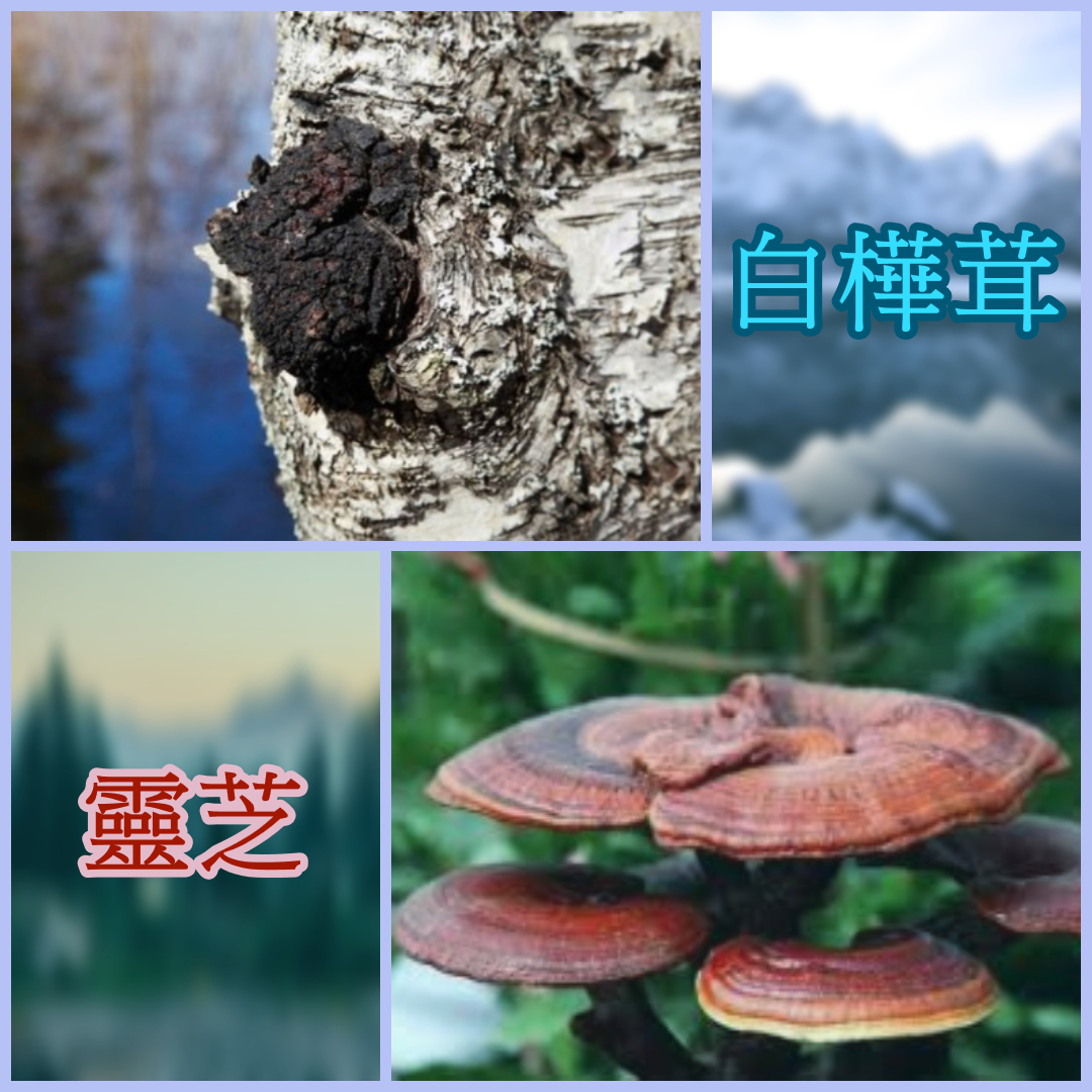 北歐,超級食物,保健食品,健康食品,白樺茸,白樺茸功效,抗氧化,抗癌,提升免疫力,糖尿病,降三高,降膽固醇,降血糖,抗癌,天然,草本界王者,靈芝,靈芝產品,靈芝功效,野生靈芝,仙草,人工培植,中國,日本,產地,靈芝多醣.靈芝酸,靈芝孢子,如何選擇