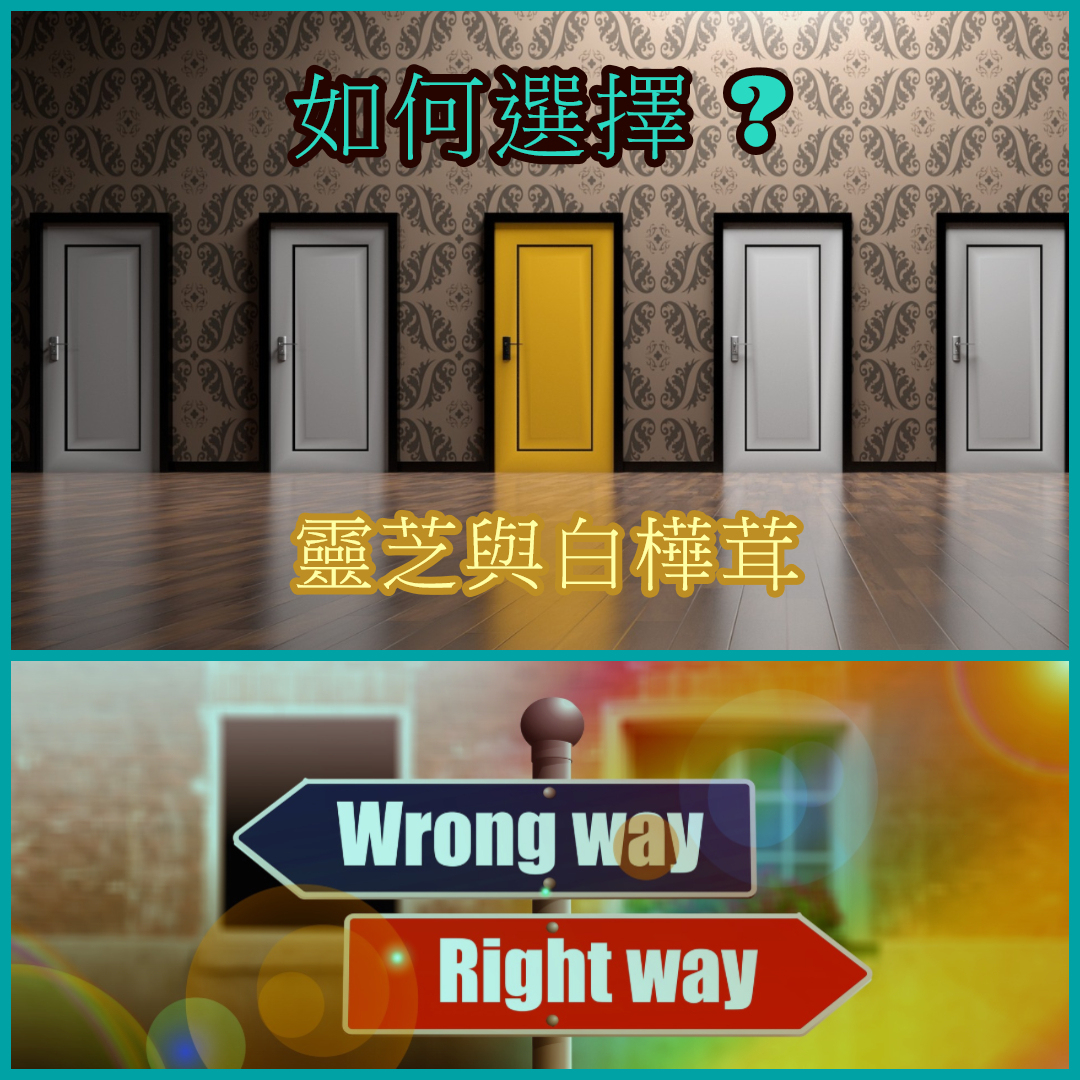 北歐,超級食物,保健食品,健康食品,白樺茸,白樺茸功效,抗氧化,抗癌,提升免疫力,糖尿病,降三高,降膽固醇,降血糖,抗癌,天然,草本界王者,靈芝,靈芝產品,靈芝功效,野生靈芝,仙草,人工培植,中國,日本,產地,靈芝多醣.靈芝酸,靈芝孢子,如何選擇